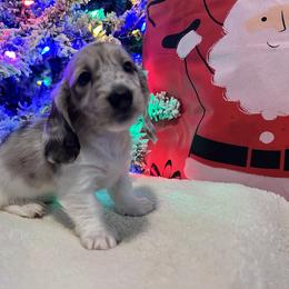 DipNDot - Dachshund puppy from DoxiRose