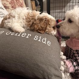 Ranger - Cream male Cavapoo puppy in Santaquin, Utah from Willow & Wag Farm