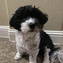 Darby - Havanese