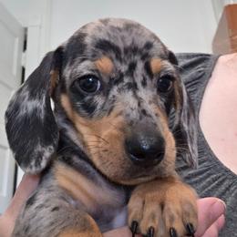 Dark blue collar black and tan dapple boy - Dapple male Dachshund puppy in Caldwell, Idaho from Dozendachs
