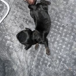 BLACK & TAN - Black and tan Dachshund puppy in Butler, Ohio from Davis’s Dachshunds