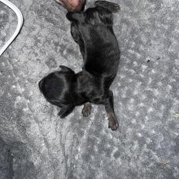 BLACK & TAN - Black and tan Dachshund puppy in Butler, Ohio from Davis’s Dachshunds