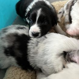 Border Collie Puppies from Roaring River Border Collies