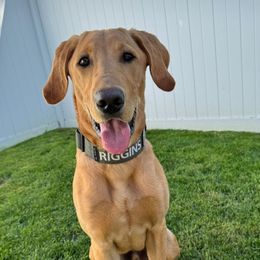 Labrador Retriever All Grown Up from Cedar Mountain Retrievers