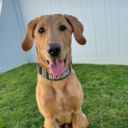 Labrador Retriever All Grown Up from Cedar Mountain Retrievers