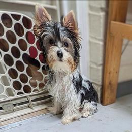 Dalton (Tri-colored parti boy) - Parti male Yorkshire Terrier puppy in Gatesville, Texas from KontryKritterz Yorkies