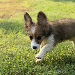 Full Fluffy Boy 3 - White and red Pembroke Welsh Corgi puppy in Liberty, Tennessee from Taylor's Corgi's