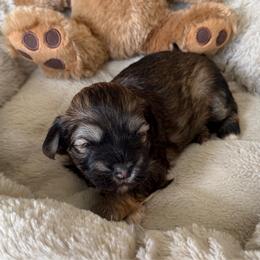 Aaron - Silver brindle male Havanese puppy in Wappapello, Missouri from Titanium Havanese LLC