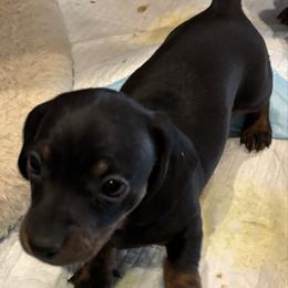 Tiny - Black and cream male Dachshund puppy in Great Falls, Montana from Dawn's designerDachshunds
