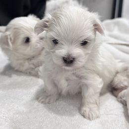 Maltese Puppies from AKC Maltese California