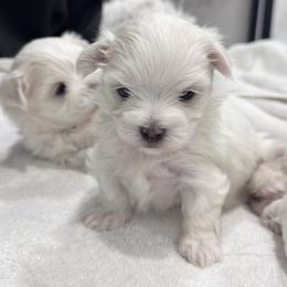 Maltese Puppies from AKC Maltese California