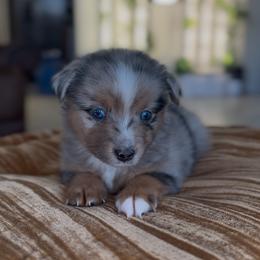 Buzz - Blue merle male Miniature Australian Shepherd puppy in Cave Creek, Arizona from Arizona Aussies