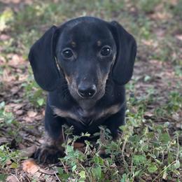 Phantom - Black and tan male Dachshund puppy in Gatesville, Texas from Emily’s Doxie Domain