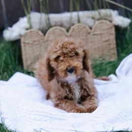 Black collar boy - Red  male Goldendoodle puppy in Spokane, Washington from Beloved_doodles_WA