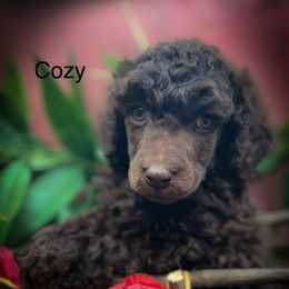Cozy - Brown male Poodle puppy in Greenville, North Carolina from Grace Poodles