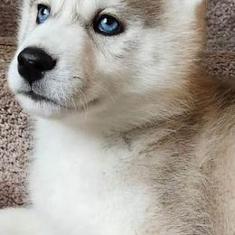 Siberian Husky Puppies from Kentucky Huskies