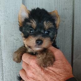 Girl 3 - Black and gold female Yorkshire Terrier puppy in Jamestown, Tennessee from Green Ridge