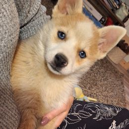 Red Merle - Merle female Pomsky puppy in Fairbanks, Alaska from Arctic Kennels (Pomskies, Akitas & Shibas)