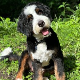 Rae - Bernedoodle