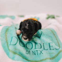Yellow Girl - Black and white female Cavapoo puppy in Mckinney, Texas from Doodles of North Tx