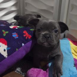 Fifi - Blue female French Bulldog puppy in Colorado from NOCO French Bulldogs