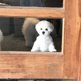 Bichon Frise Puppies from Four Oaks