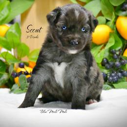 Scout - Blue merle male Australian Shepherd puppy in Ranger, Texas from Outback Mini Aussies