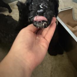 Poodle Puppies from Risa Poodles