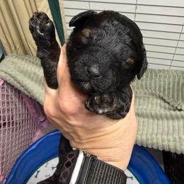 Dean - Sable male Poodle puppy in Azle, Texas from Texas Kissed K9s