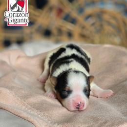 Natalie - Black tan and white female Biewer Terrier puppy in California from Corazon de gigante
