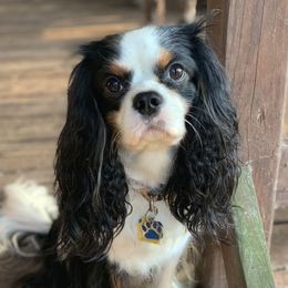 Souvenir - Cavalier King Charles Spaniel