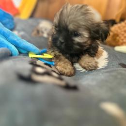 Bluey - Brown male Mal-Shi puppy in Pleasant Hill, Iowa from Courtney Nicole's Mal Shihs & Goldendoodles