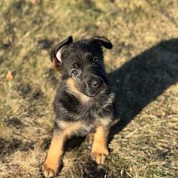 Nebula - No Collar - Black and red female German Shepherd puppy in Warwick, Rhode Island from Karma Kennels