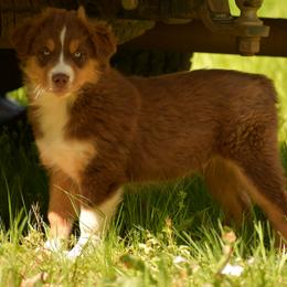 Miniature Australian Shepherd and Toy Australian Shepherd Puppies from Natural State Aussies