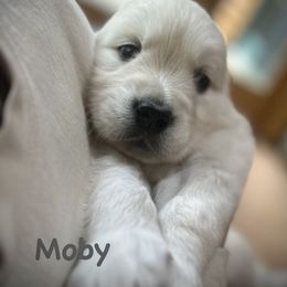 Moby - Light golden male Golden Retriever puppy in Allendale, Michigan from Teresa Stevens