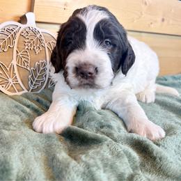 Boy 1 - male Newfypoo puppy in Bloomfield, Iowa from Schooley Doodles