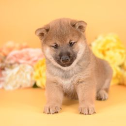Ansel -FULL AKC REGISTRATION- - Red male Shiba Inu puppy in Neosho, Missouri from Kenny Cave K9s