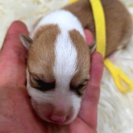 Yellow female - Red female Pembroke Welsh Corgi puppy in Wayne City, Illinois from Lash Livestock & Corgis