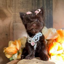 Coco Chanel - Chocolate and tan female Yorkshire Terrier puppy in Howe, Oklahoma from Ray Holder