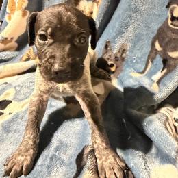 Orange - Black roan male German Shorthaired Pointer puppy in Jackson, Georgia from Rosengrace Gsps (formerly Tiner GSP’s)