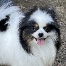 Roxie - Pomeranian