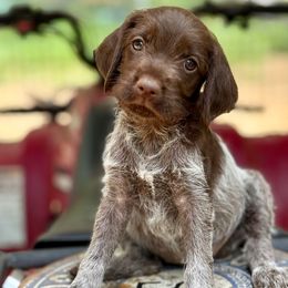 Birdy - Brown and gray female Wirehaired Pointing Griffon puppy in Shelbyville, Texas from AndersonK9Kennels Bayou Beards