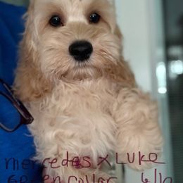 Mercedes boy green - Buff male Cockapoo puppy in Haines City, Florida from Camic Cockapoos