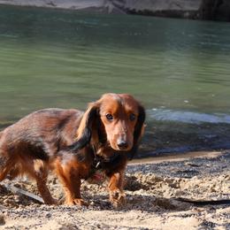 Dewey - Dachshund