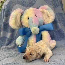 Mr. Blue - Cream male Goldendoodle puppy in Blue Springs, Missouri from Farmstead 51