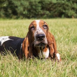 Bonnie - Basset Hound