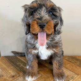 Rayna BLUE EYE - Blue merle female Bernedoodle puppy in Horseshoe Bend, Idaho from Over the Moon Poodles and Doodles