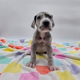 Cleo - Merle female Great Dane puppy in Kannapolis, North Carolina from Carolina Great Danes & Toy Poodles