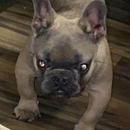 Eze-E (micro) - Blue fawn male French Bulldog puppy in Cullman, Alabama from Divine Hill Farm