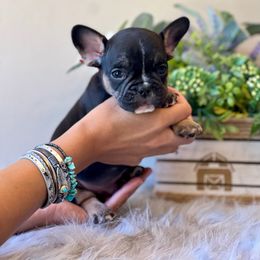 French Bulldog Puppies from Shining K Ranch